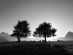 grayscale photography of two trees during daytime