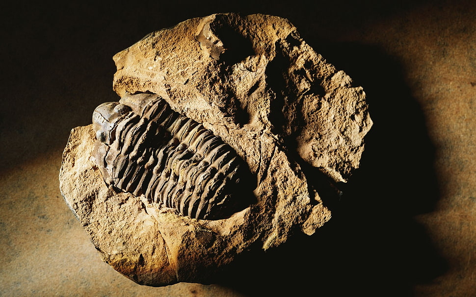 fossil in stone HD wallpaper