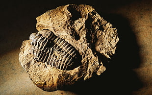 fossil in stone