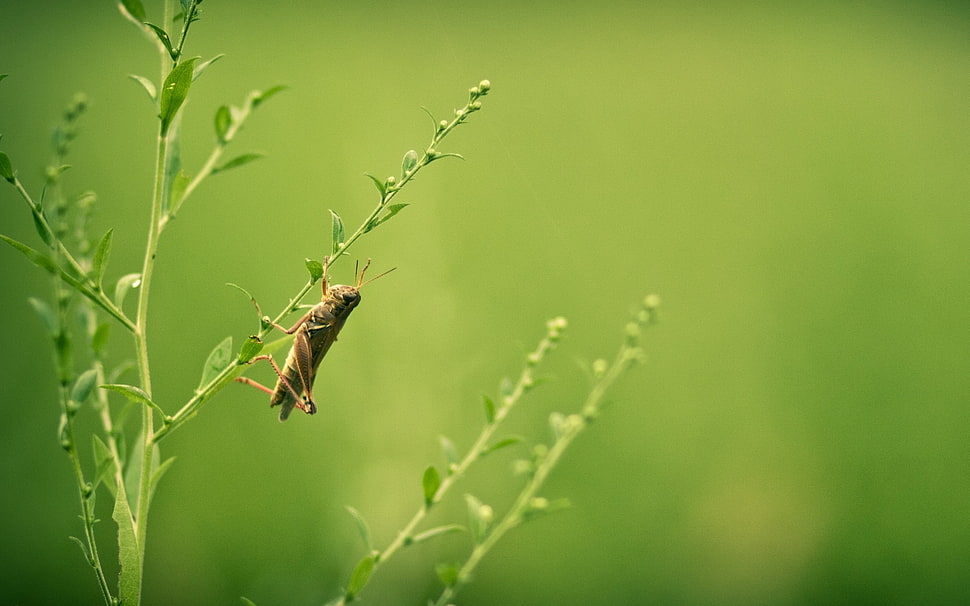 Grasshopper HD wallpaper