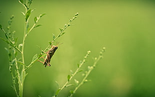 Grasshopper HD wallpaper
