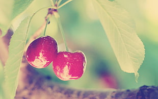 close up photo of red cherries