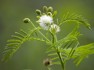 selective focus photography of  white Mimosa flower HD wallpaper