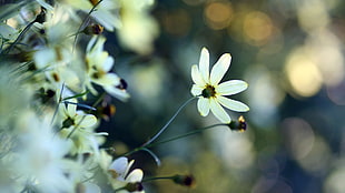 yellow flowers selective-focus photography