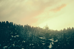 landscape photography of green trees during golden hour