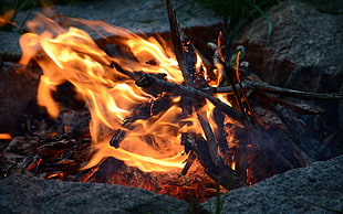 orange fire, fire, camping, wood, nature HD wallpaper