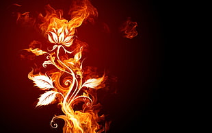 orange flame flower, fire, flowers HD wallpaper