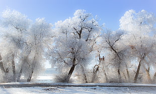 white leafed tree, winter, snow, landscape, nature