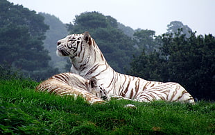 two white tigers, tiger, white tigers, animals, nature HD wallpaper