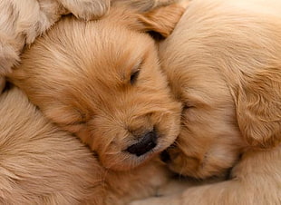 brown puppies photograph HD wallpaper