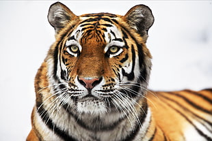 orange, white, and black tiger, tiger, animals HD wallpaper