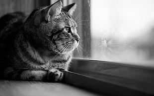 tabby cat, cat, window, looking away, monochrome