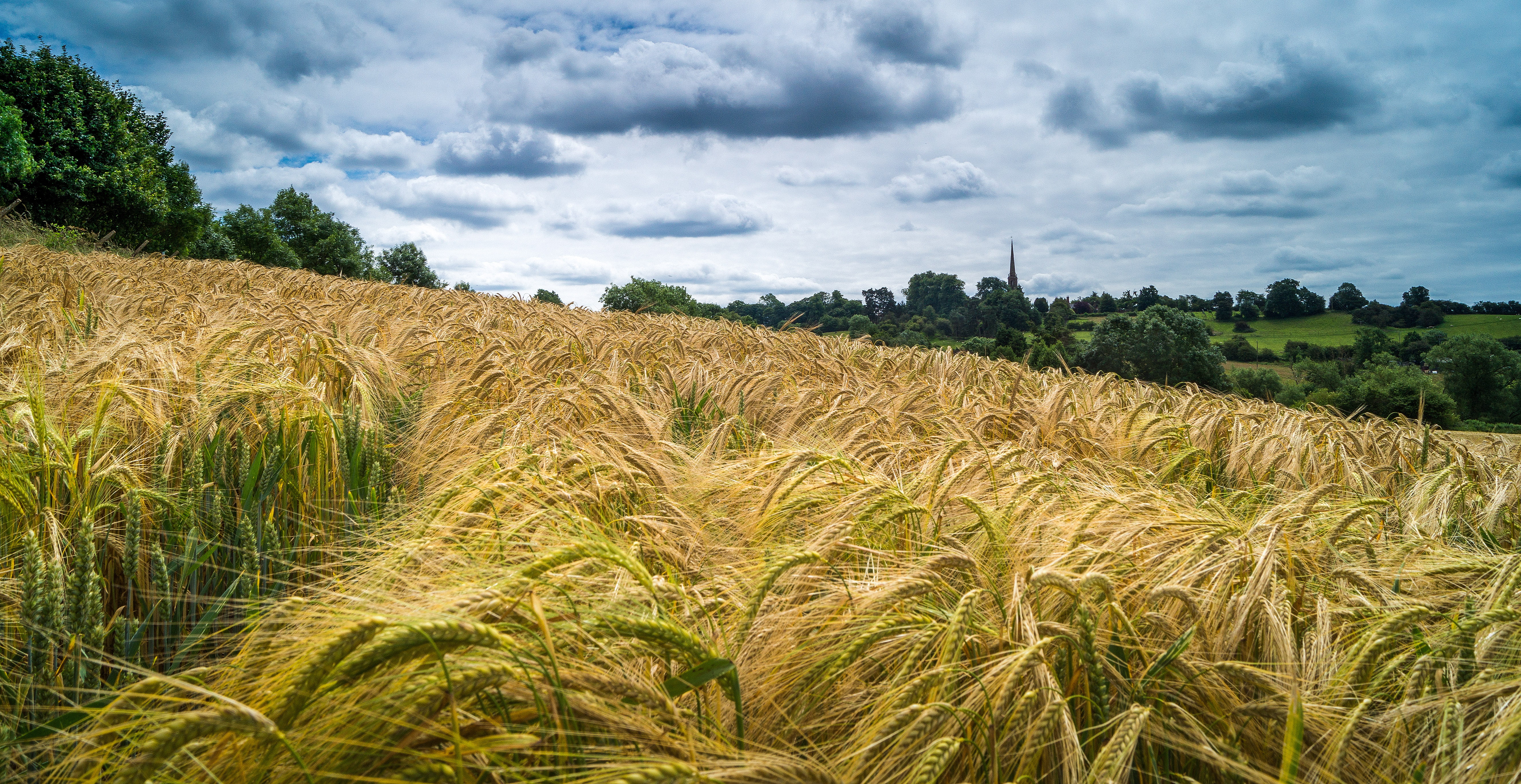 photo of green grass field