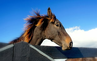 brown horse head above fence