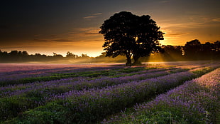 silhouette of tree surrounded by purple flower field