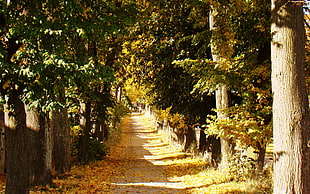 dirt road, forest, path, fall HD wallpaper