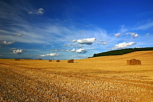 brown rice field, landscape HD wallpaper