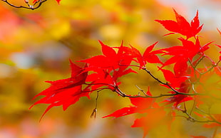 red leafs, nature HD wallpaper