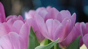 pink tulips blooming at daytime