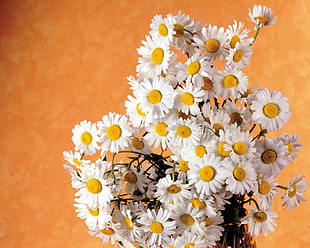 white petaled flower bouquet HD wallpaper