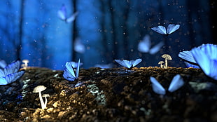 shallow focus photography of blue butterflies moving around groud HD wallpaper