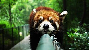 closeup, animals, red panda, atmosphere HD wallpaper