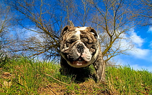 adult black and white dog on green grass under white and blue cloudy sky during daytime