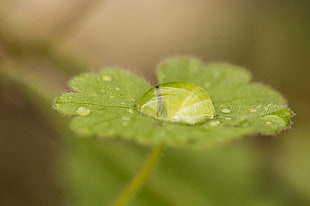 macro photography of green leaf plant with water dew