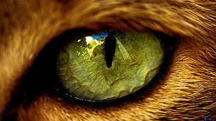 animal eye, eyes, cat, animals HD wallpaper