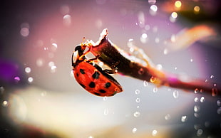 brown ladybug, ladybugs, bokeh, twigs, macro HD wallpaper