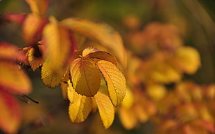 focus photography of yellow leaves