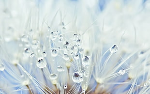 closeup photography of Dandelions with water droplets