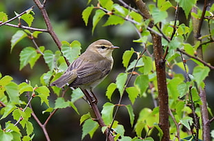 Chipping Sparrow, willow warbler