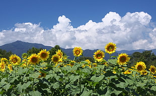 Sunflower under white clouds during daytime