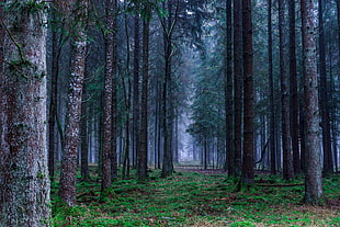 pathway between green forest