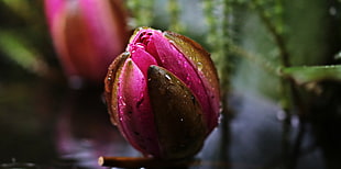 focus photo of pink Tulip flower HD wallpaper