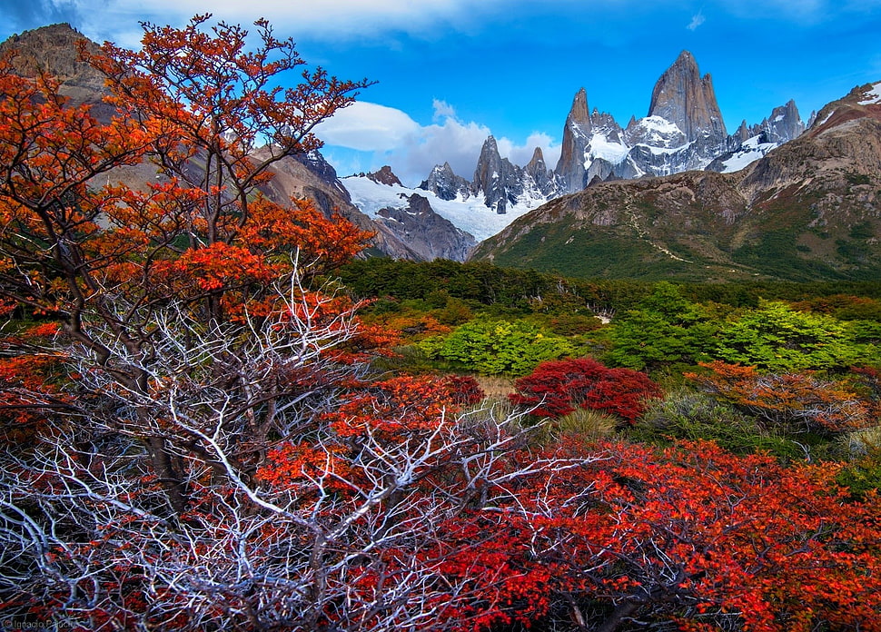 fall, mountains, forest, Patagonia HD wallpaper