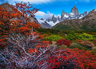 fall, mountains, forest, Patagonia HD wallpaper
