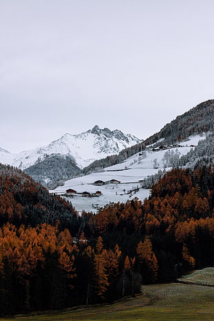 brown leafed trees, nature, mountains, trees, snow