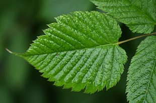 depth of field photography of green leaf