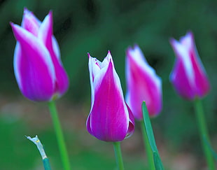 four purple Tulip flowers HD wallpaper