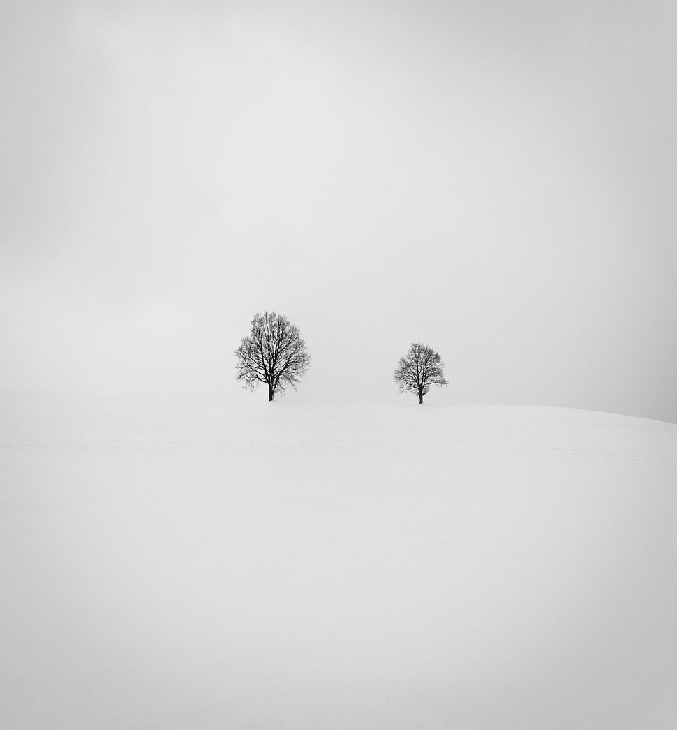 black bear trees on snowy mountain HD wallpaper