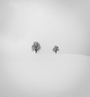 black bear trees on snowy mountain