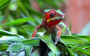 red and green lizard HD wallpaper
