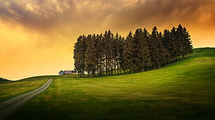 grass lawn, nature, landscape, trees, hills HD wallpaper