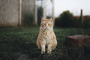 orange tabby cat, cat, grass, depth of field, blurred