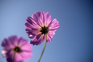 selective photo of purple petaled flower