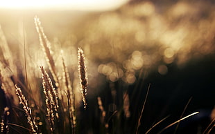 brown grass, spikelets, nature, bokeh, sunlight