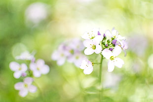 selective focus and low aperture photograph of white petaled flowers