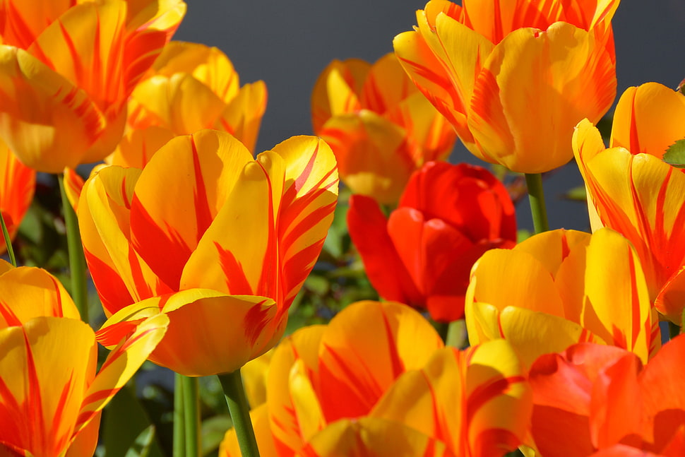 closeup photo of yellow and red petaled flower HD wallpaper